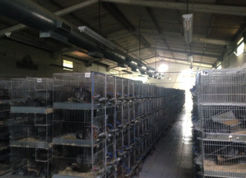 Выращивание шиншил и производство шиншиллового меха